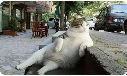 娱乐吃瓜猫捉鸟是真的吗,娱乐吃瓜猫捉鸟事件，真相究竟如何？  第2张